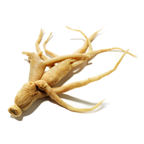 GINSENG